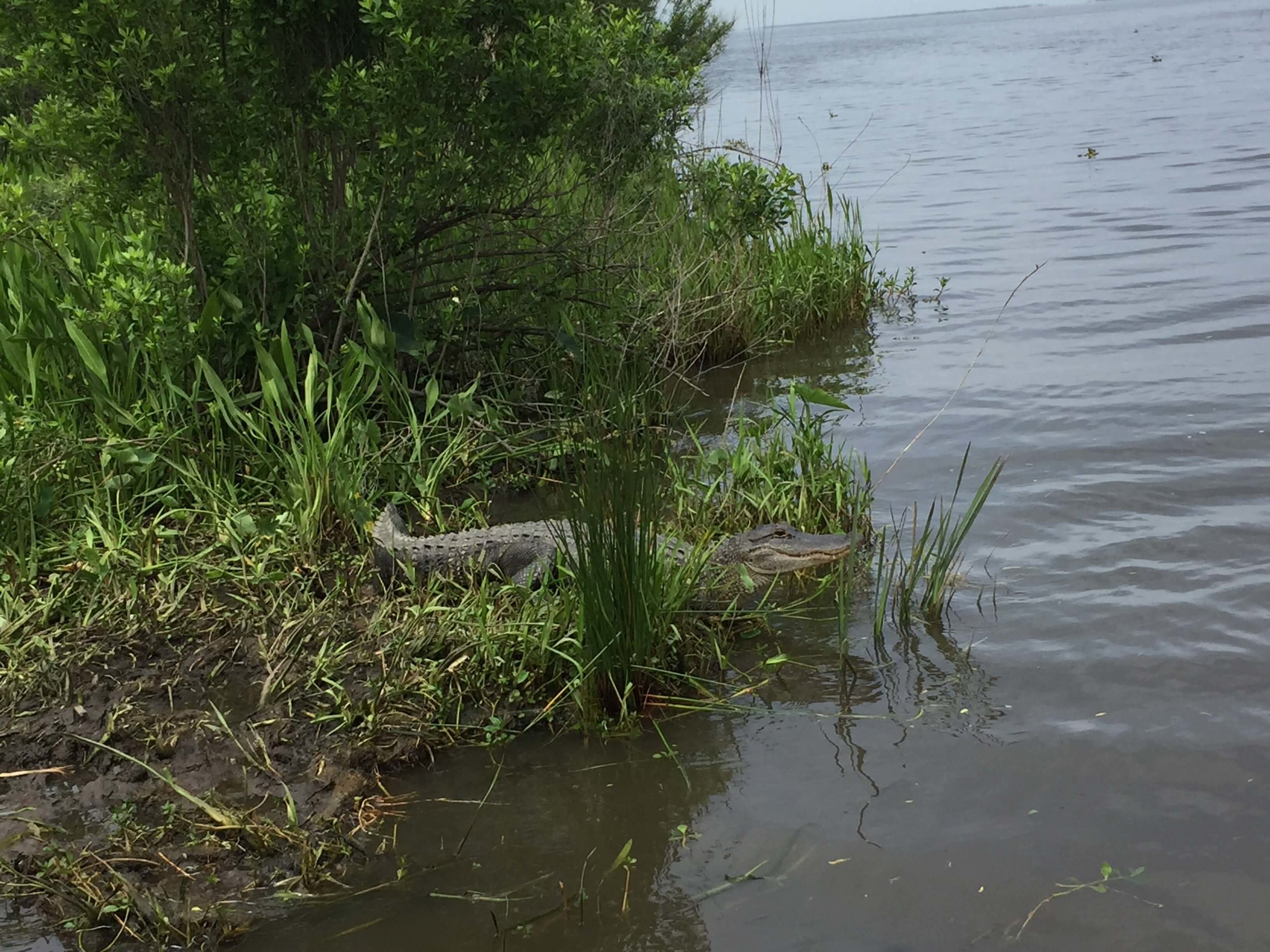 Alligator Spotting on Swamp Tour