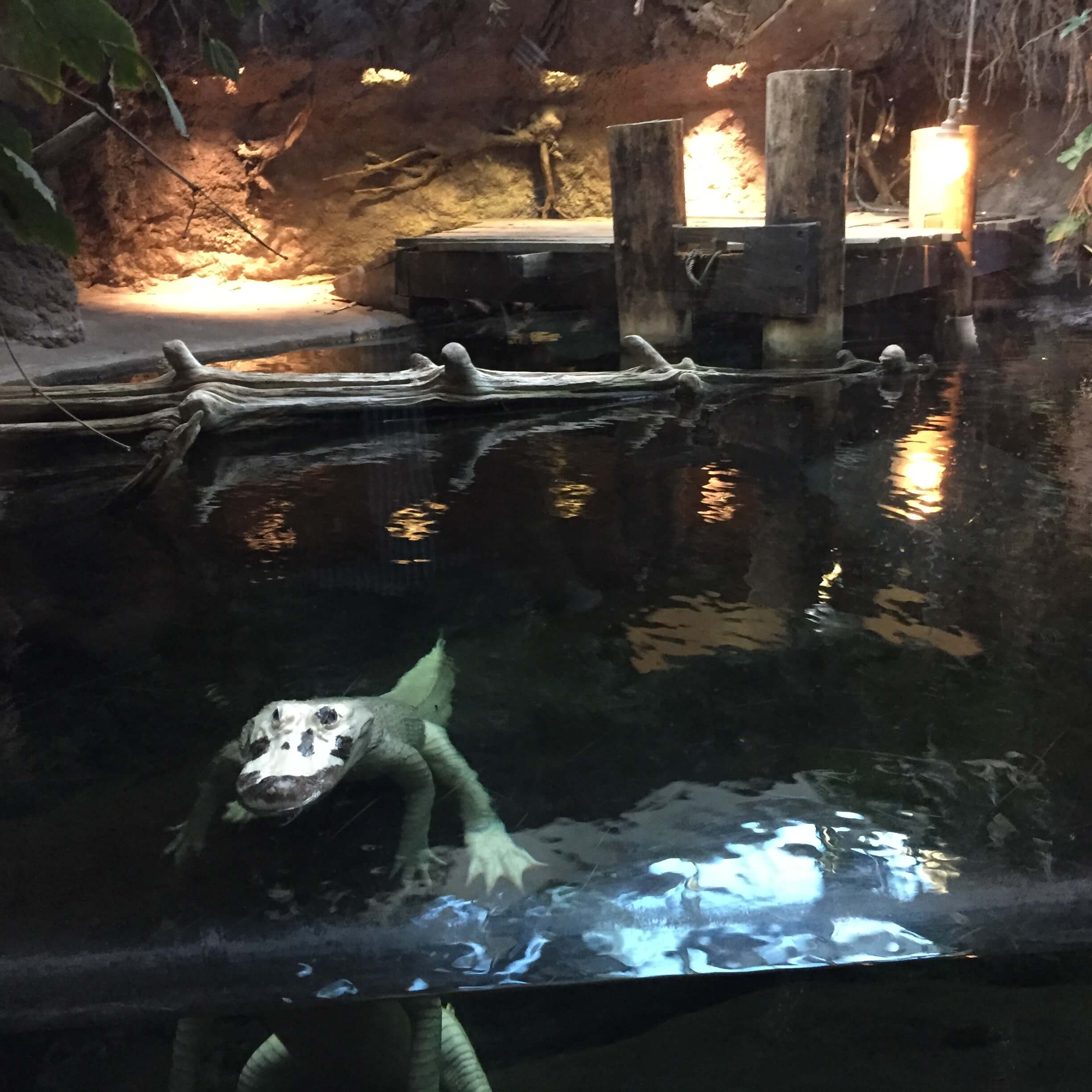 Audubon Aquarium in New Orleans