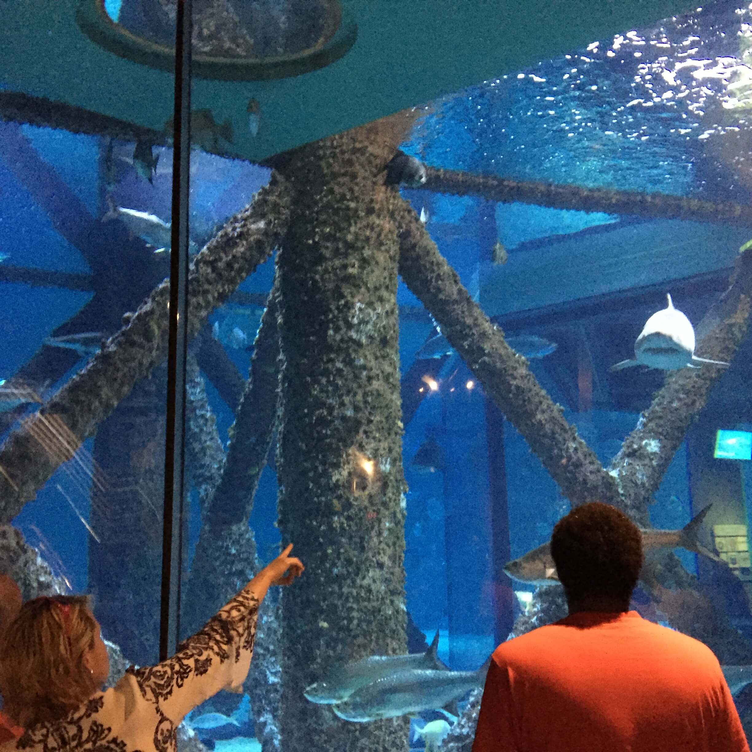 The Shark Tank at Audubon Aquarium