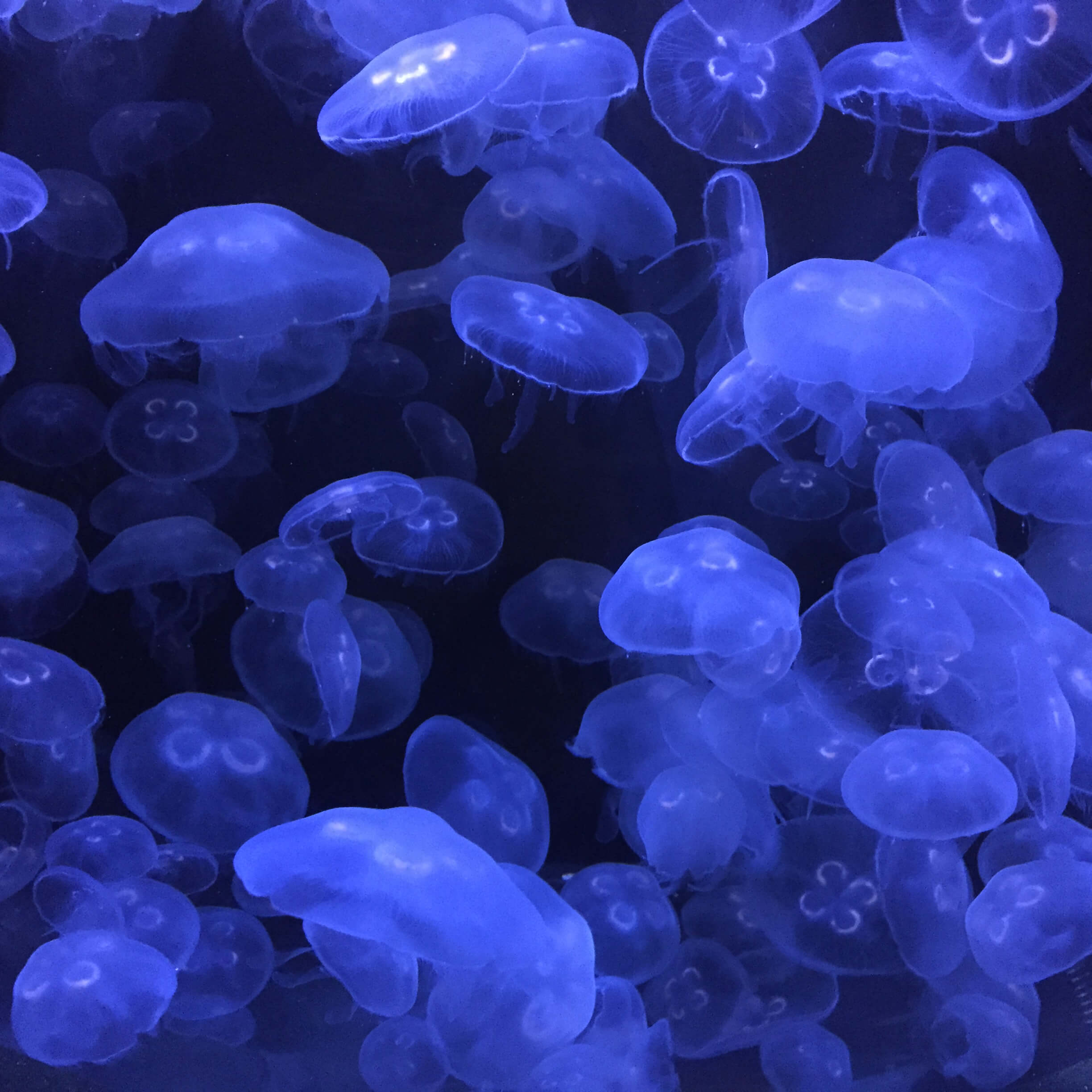 Dancing Jelly Fish in Audubon Aquarium