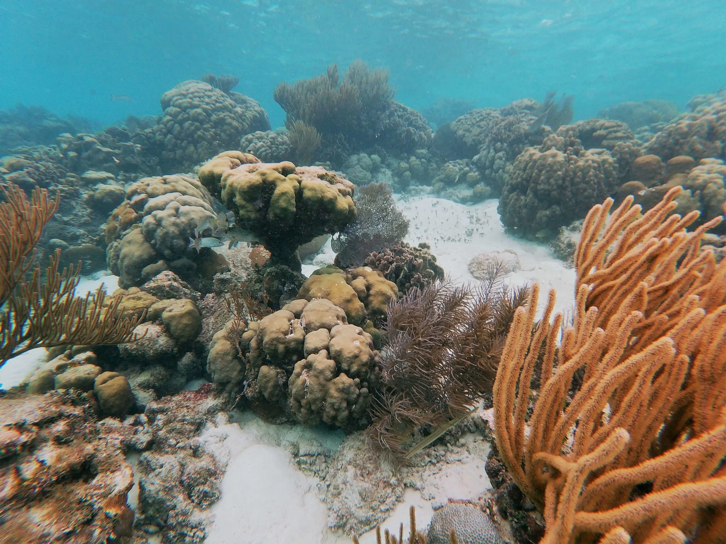 Belize Barrier Reef
