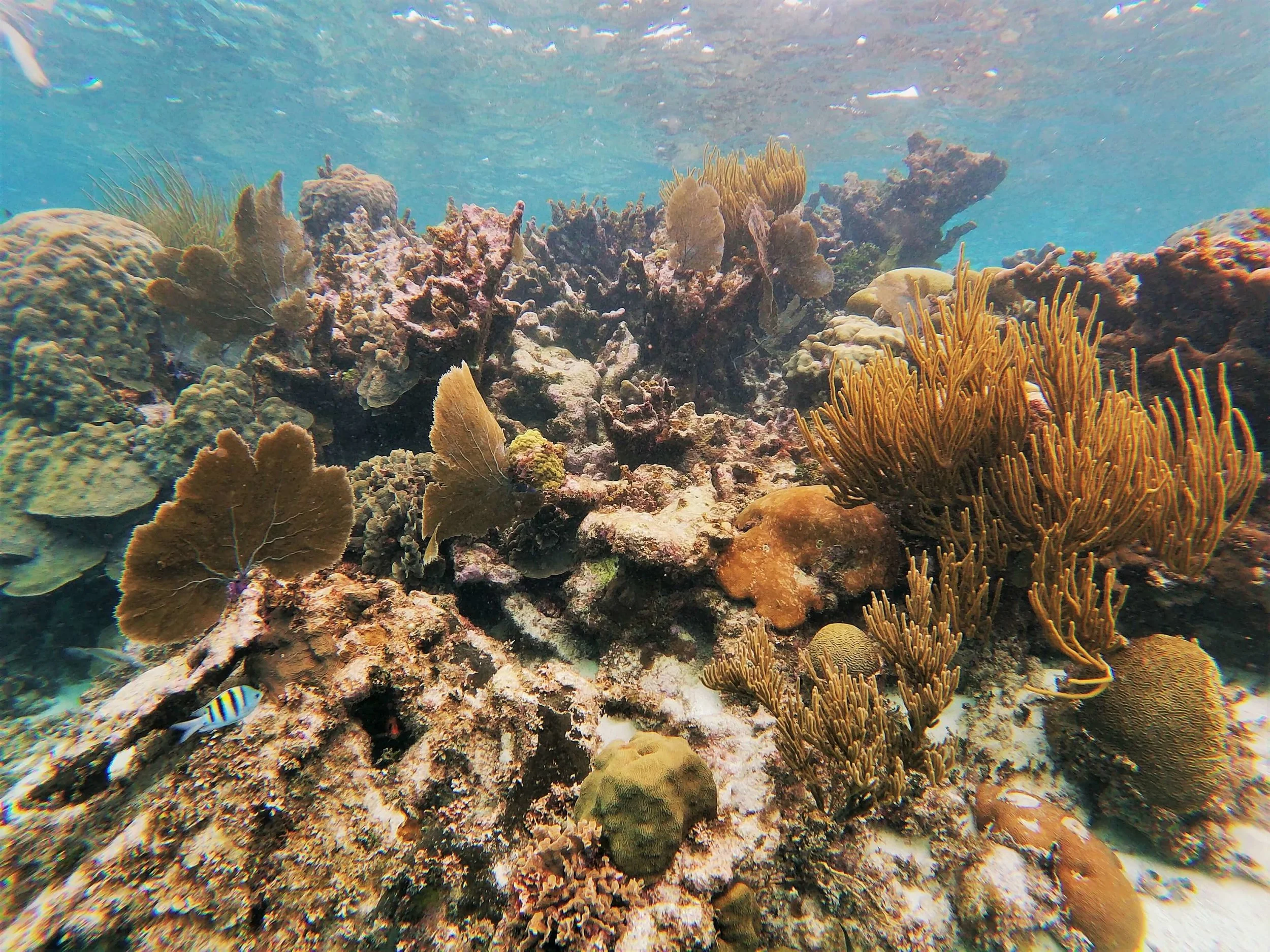 Scuba Diving in Belize