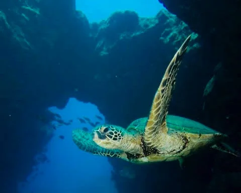 Scuba Diving at Kauai's Sheraton Caverns