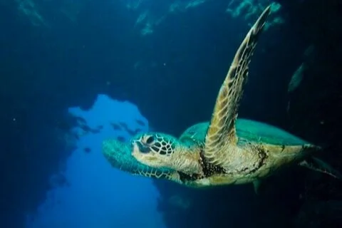 Scuba Diving at Kauai's Sheraton Caverns