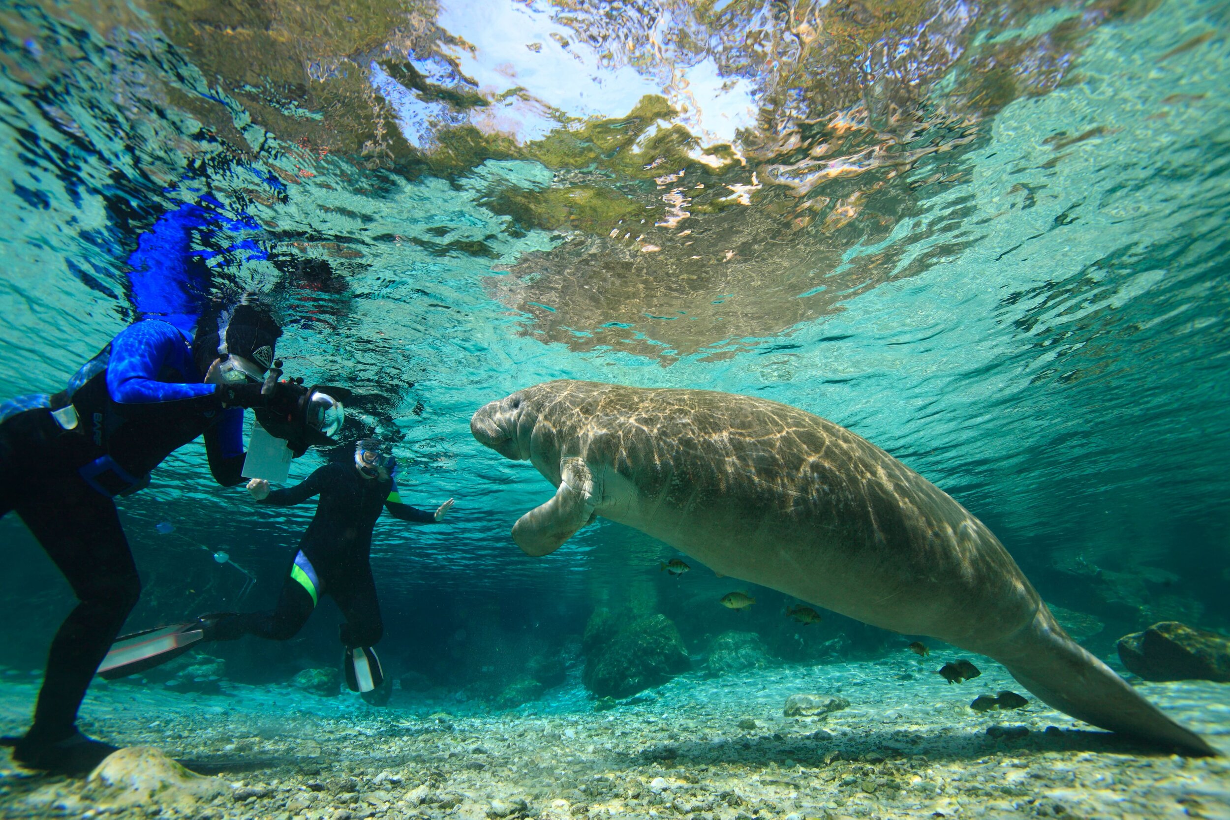 swim with the manatee