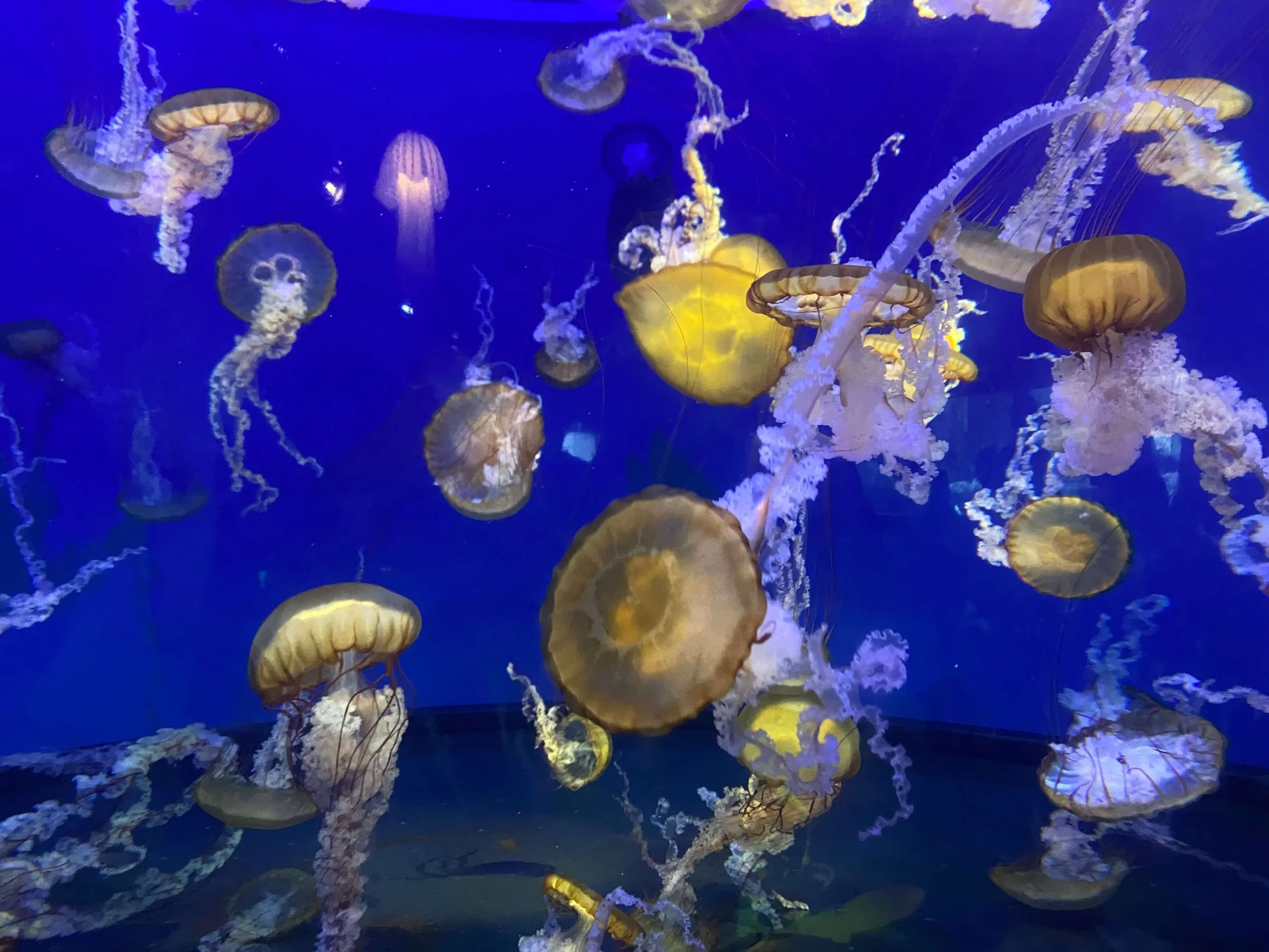 Great Seven Day Trip in Los Angeles 