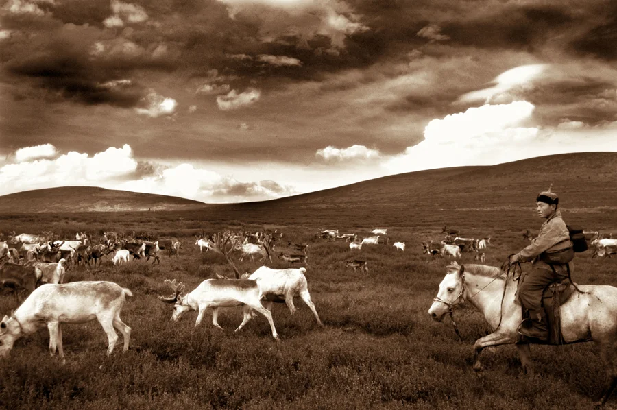 reindeer 099.jpg