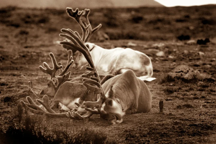 reindeer 076.jpg