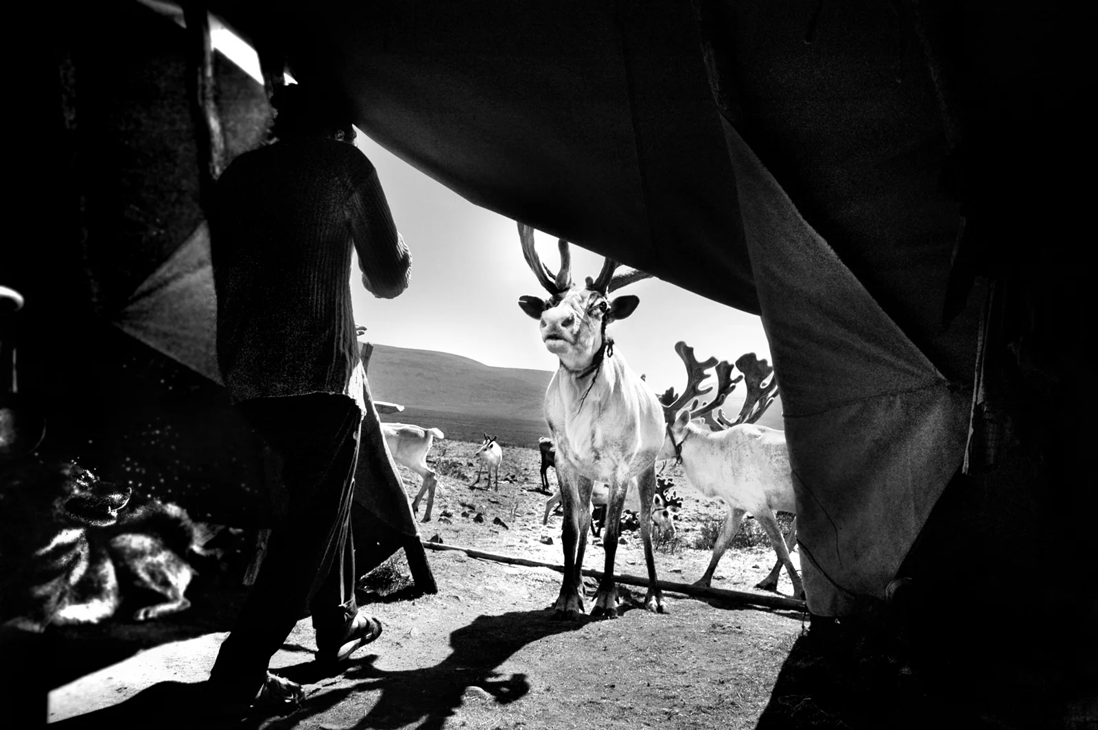 reindeer visit.jpg