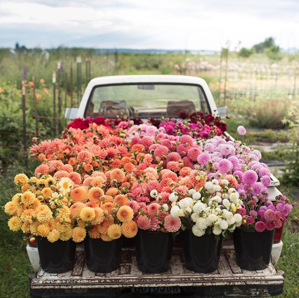 Image: Floret Flower