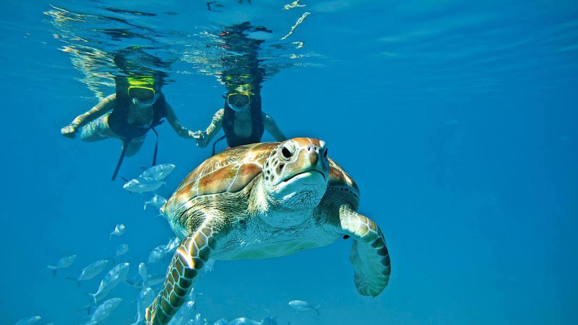 couples snorkel copy.jpg