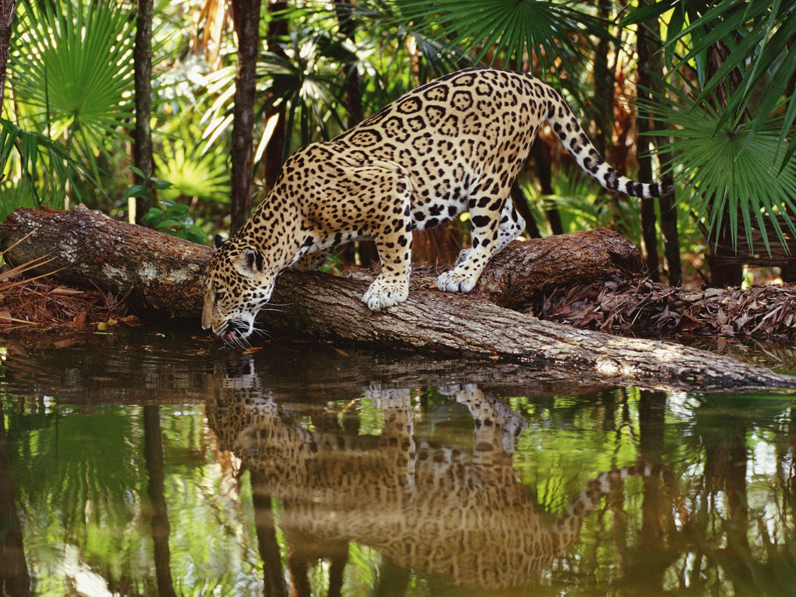 belize-jaguar.jpg