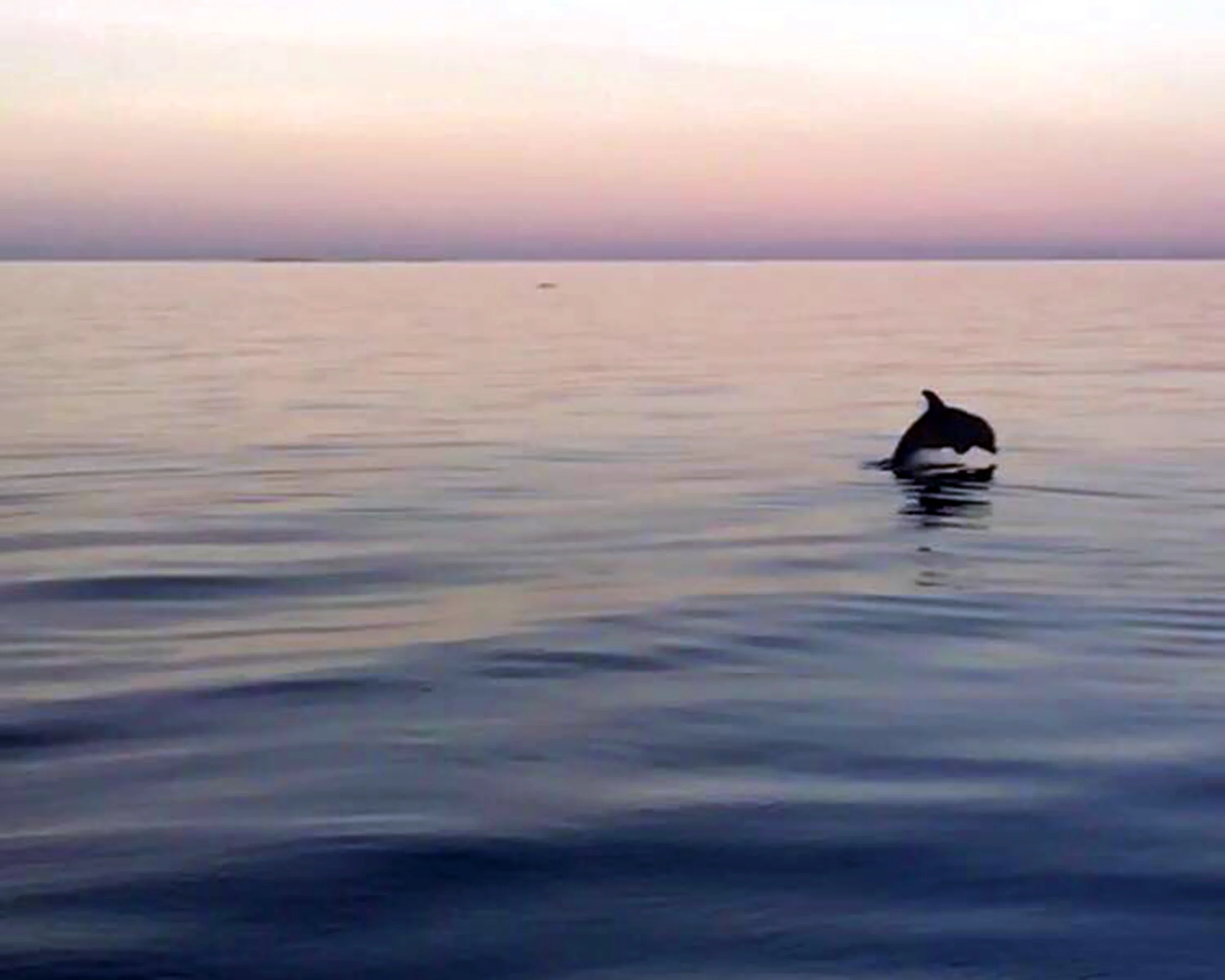 dolphin.jpg