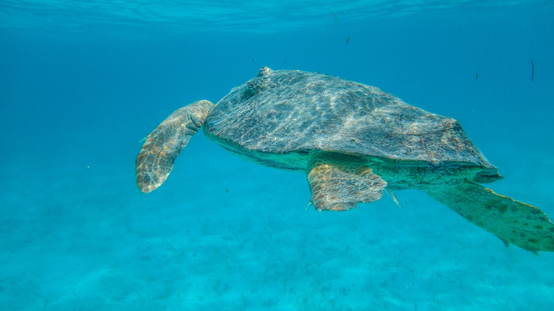 Copy of Ranguana-1.jpeg