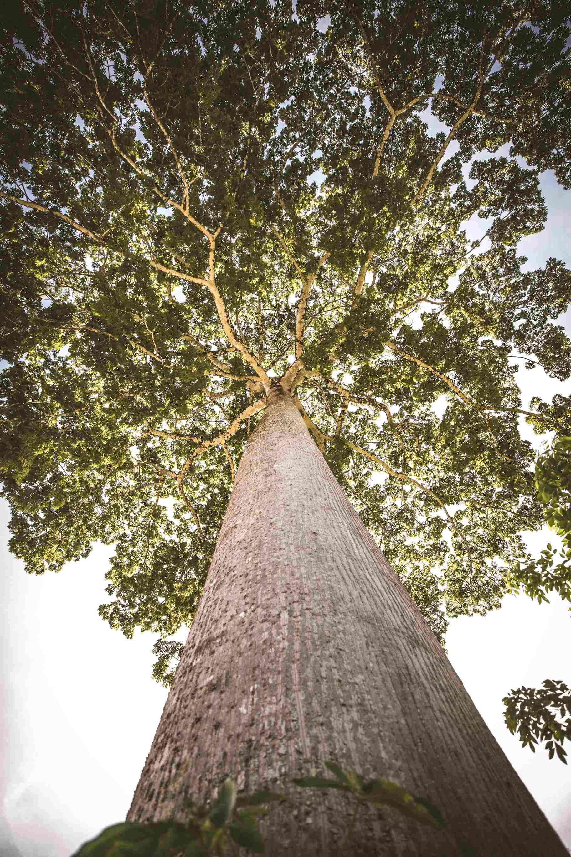 CopalTree-284.jpeg