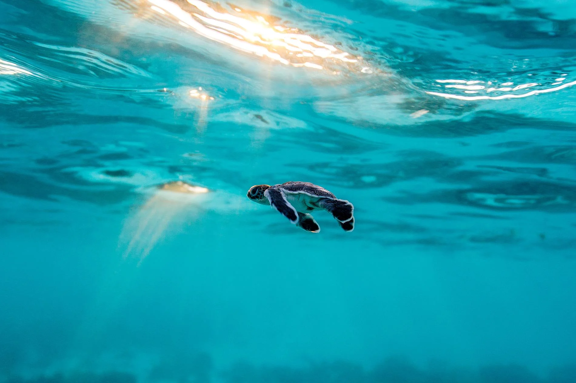 baby-turtle-heron-island-australia.adapt.1900.1.jpg