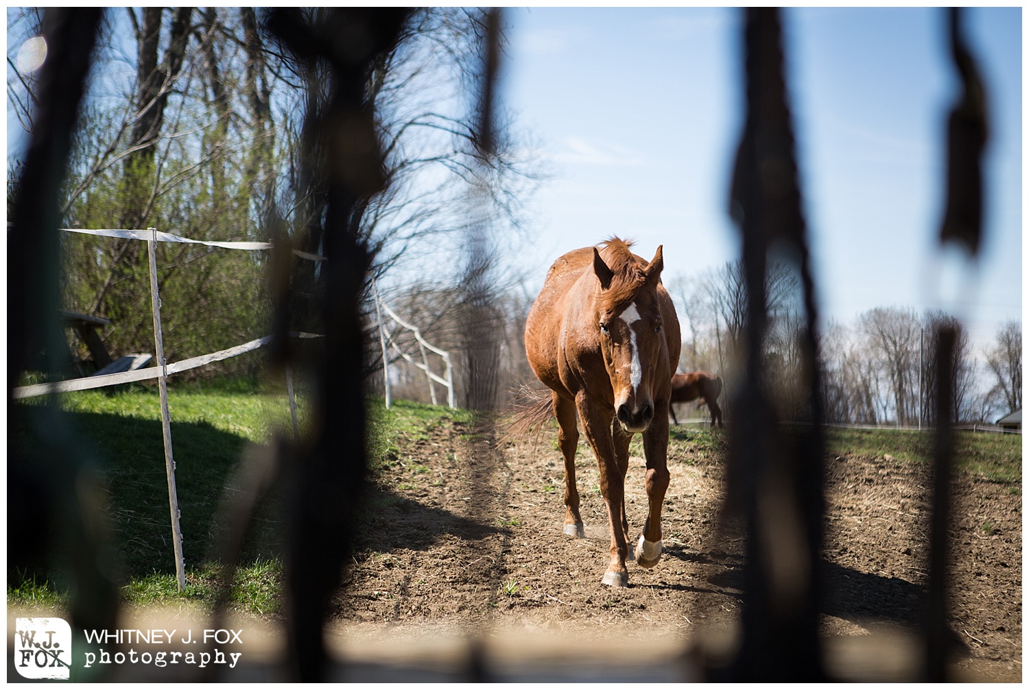 A curious fellow, Aadam trots over to say hello.