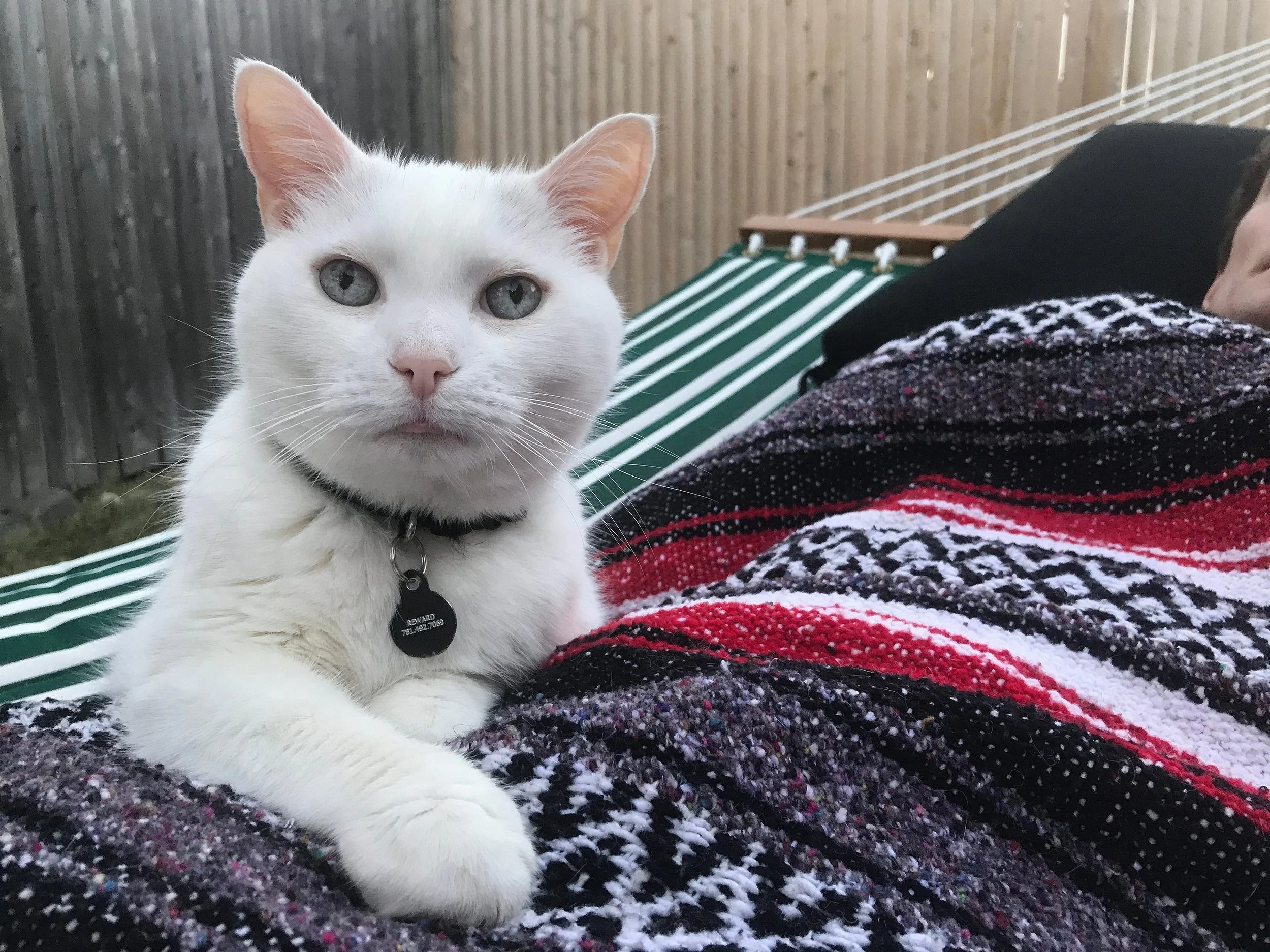 Vinny. Part Siamese, vocal, doesn’t like walking on grass, snuggler, sans teeth. AKA Gummy + Polar Bear.