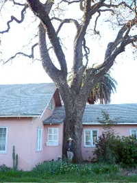 This is a picture of a tree, and a house. So there.
