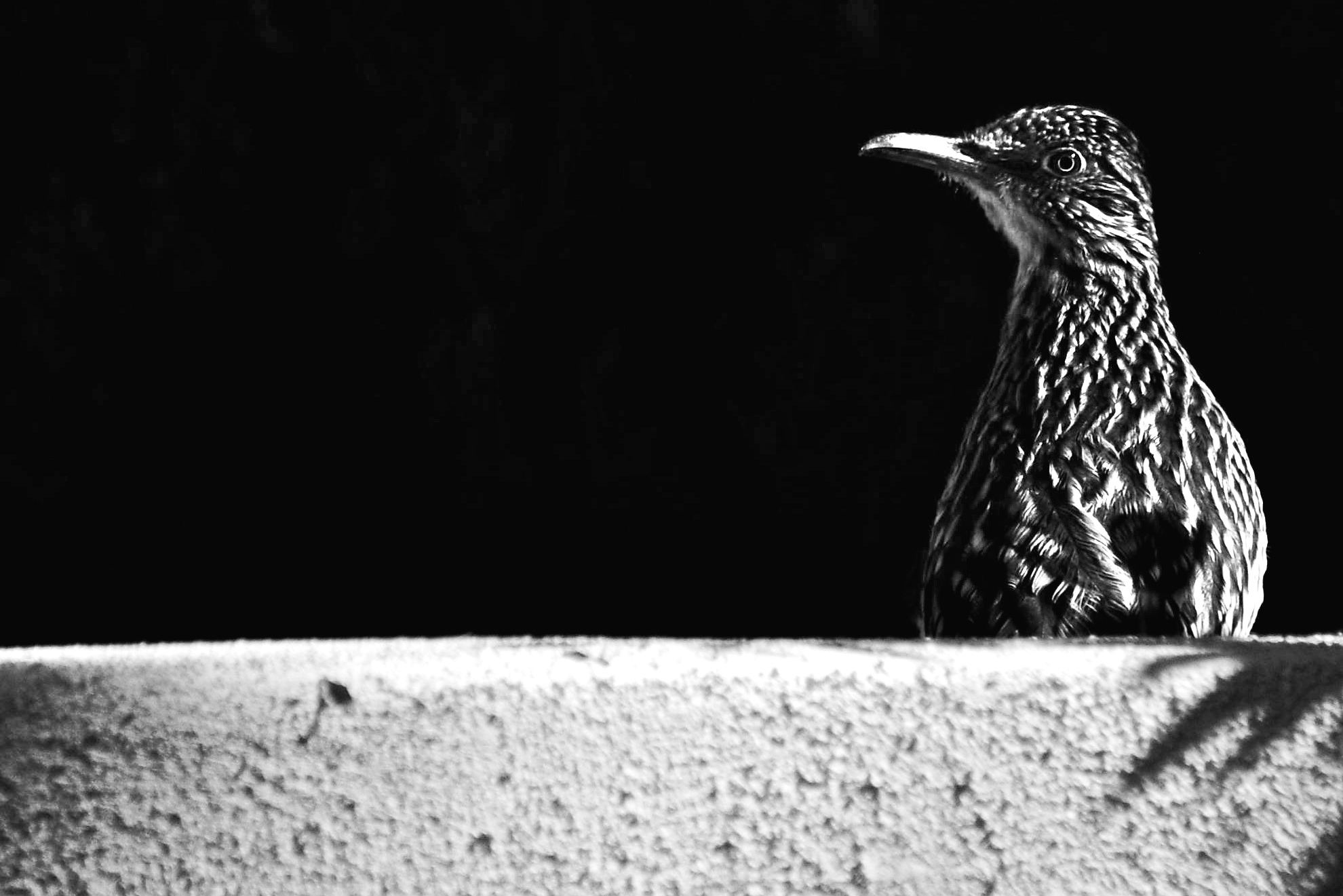 roadrunner.jpg