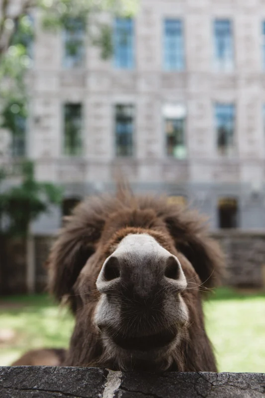 The Resident Donkey of Quebec City.