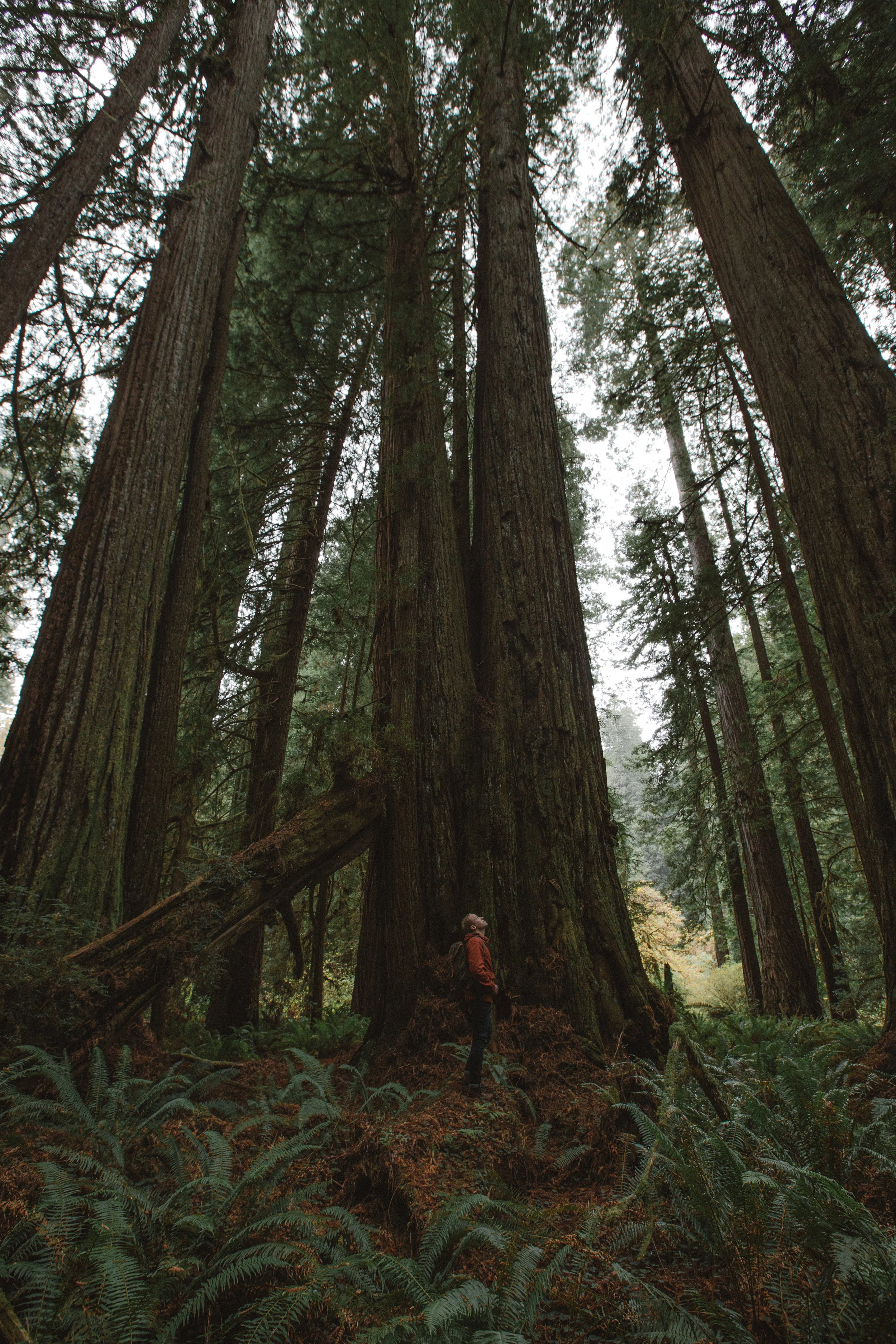 Redwood Forest State Park.