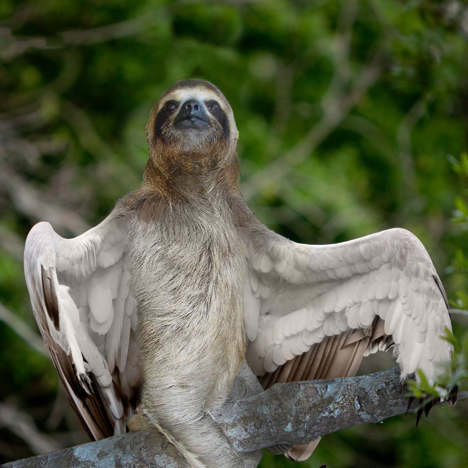 winged-sloth-hybrid-animal.jpg