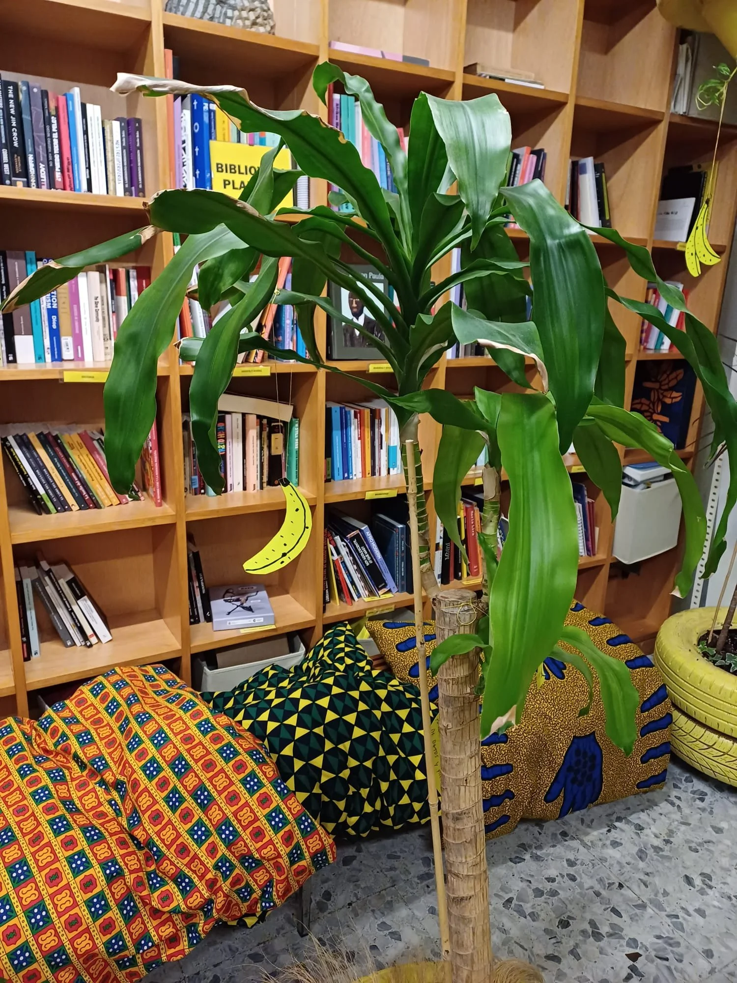 Biblioteca + platanos.jpeg