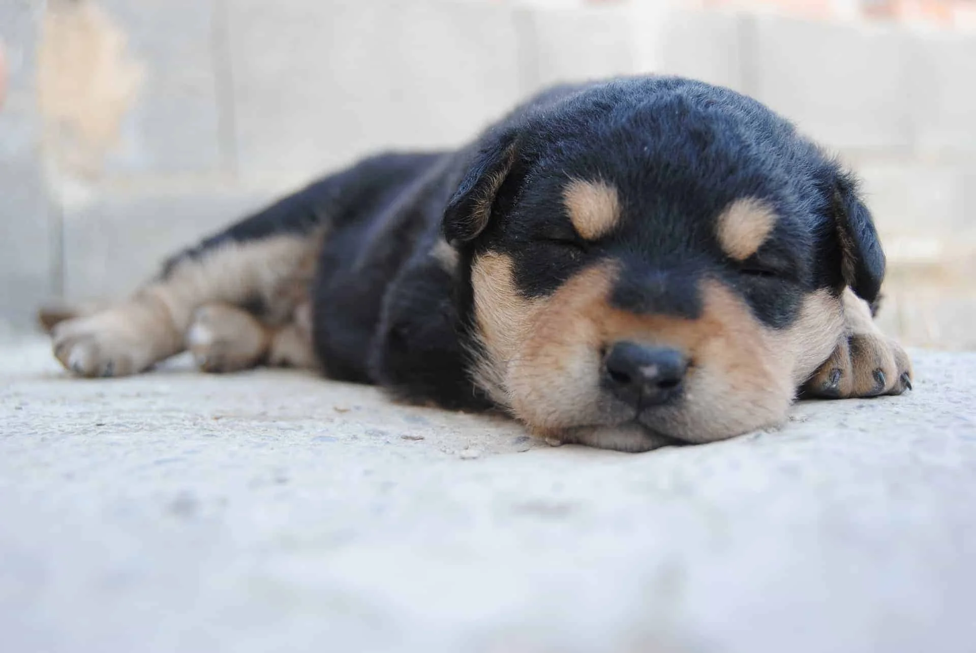 puppy-sleep.jpg