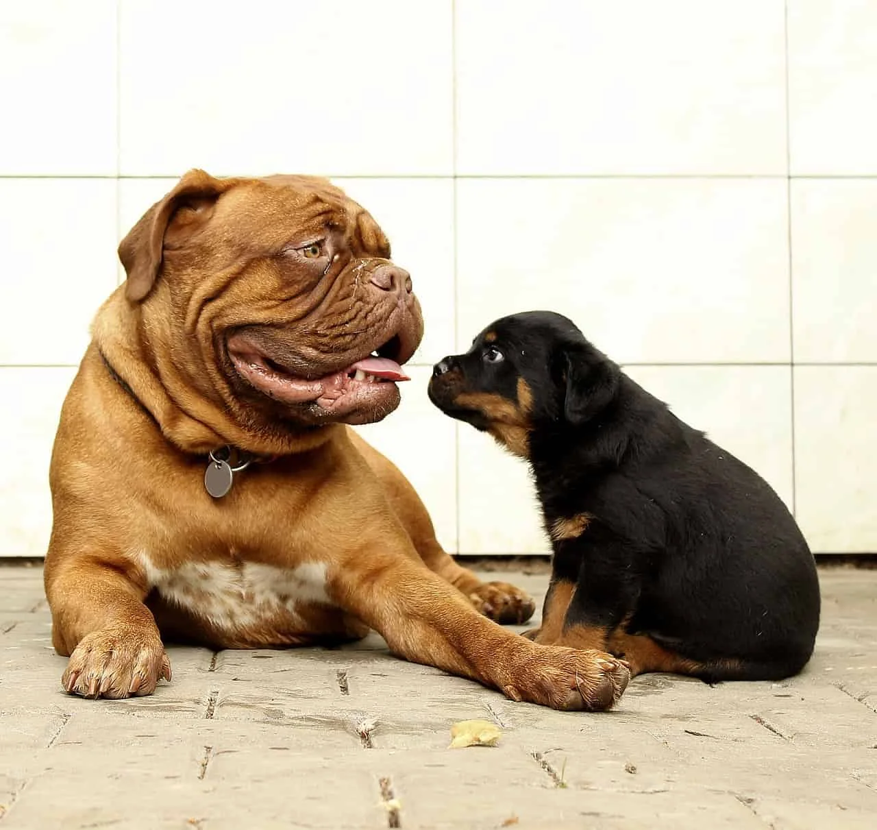 big-dog-little-dog.jpg