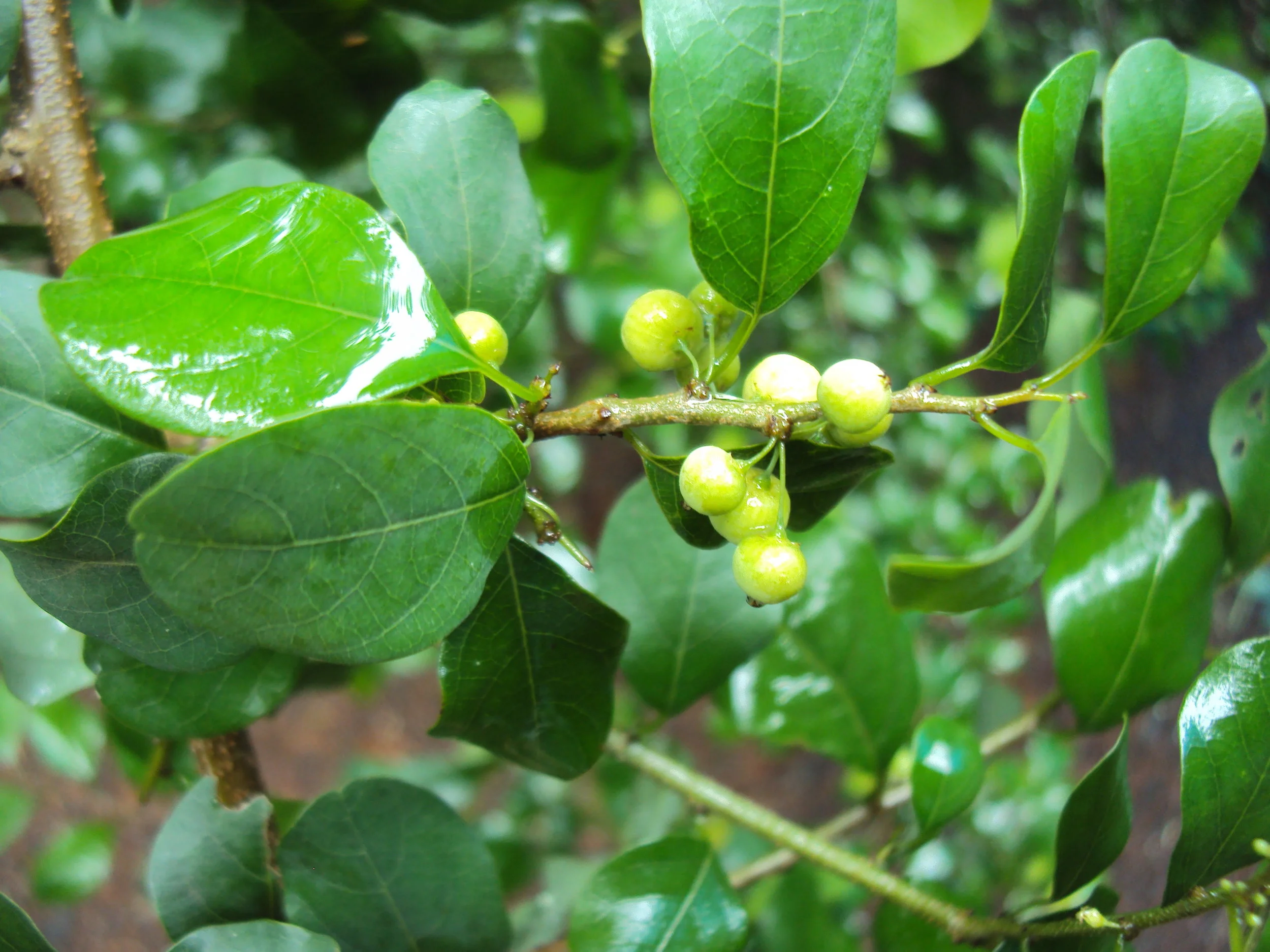The fruit of the Commiphora tree.