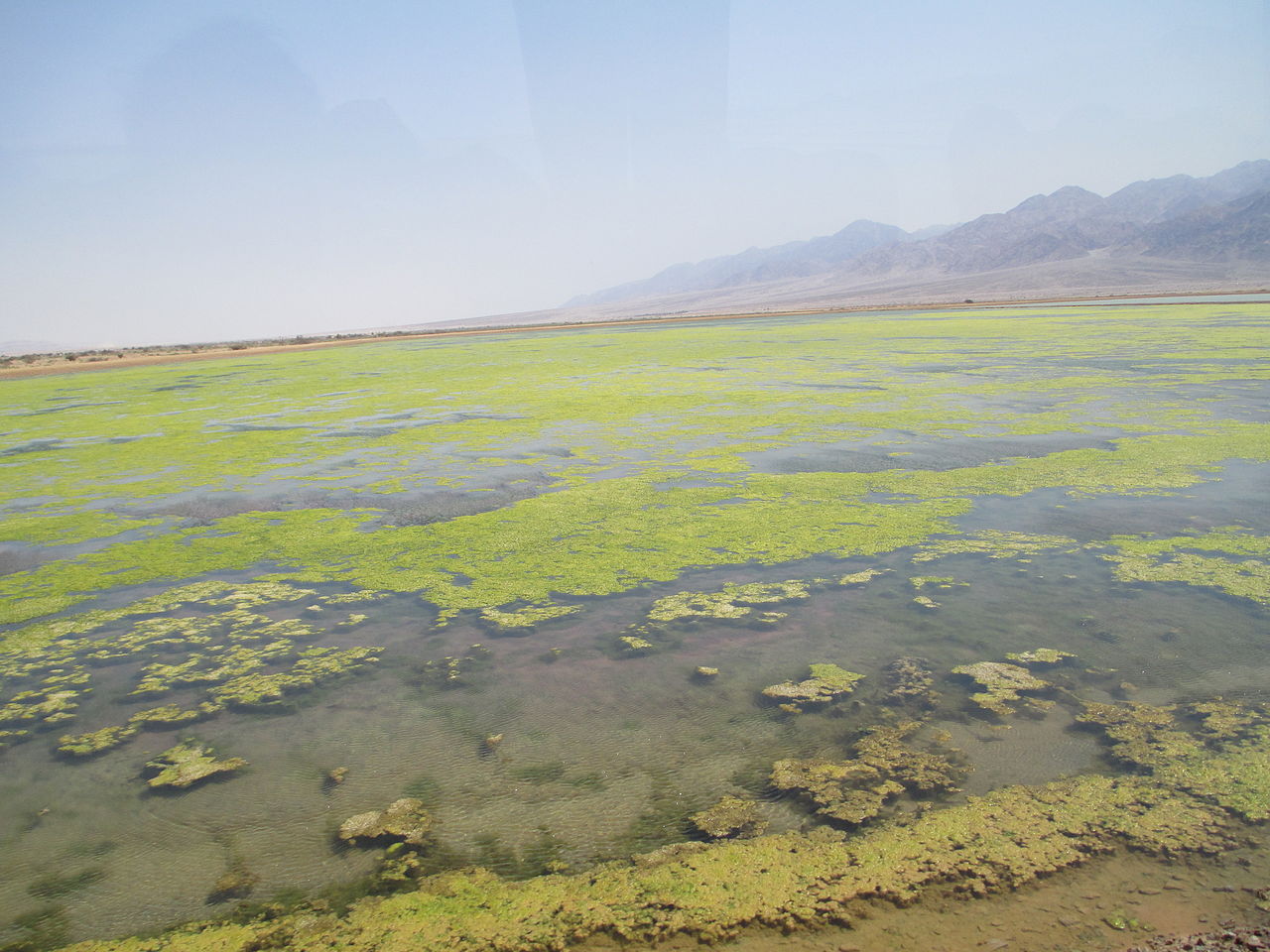 Salt marshes in the Holy Land