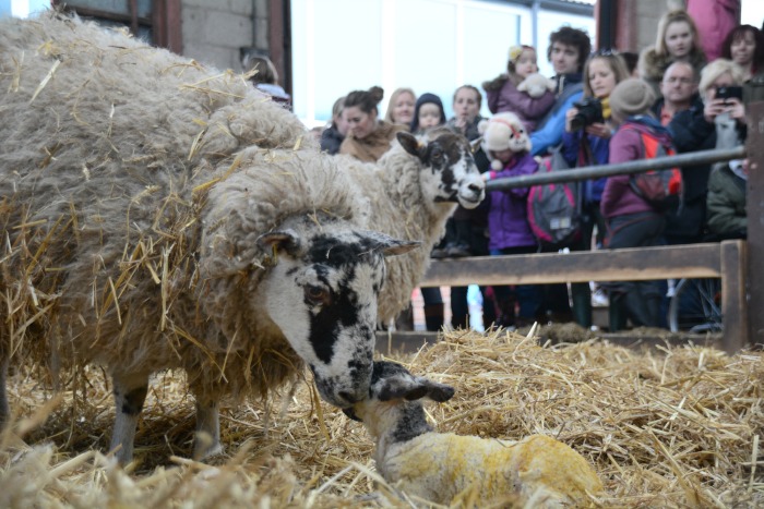 A Lambing Sunday at a village in England