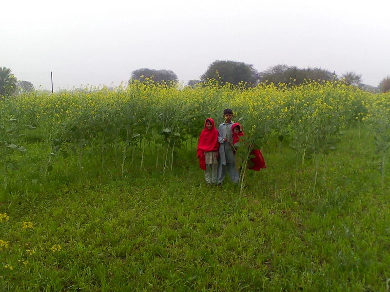 Mustard plants in Burzi, Pakistan