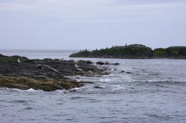 The North Sea at the Farne Islands, site of St. Cuthbert's hermitage.