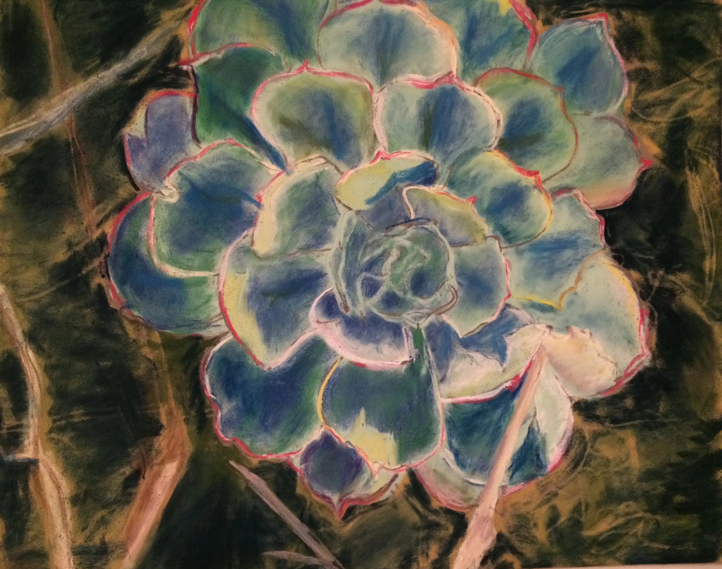 Sedum