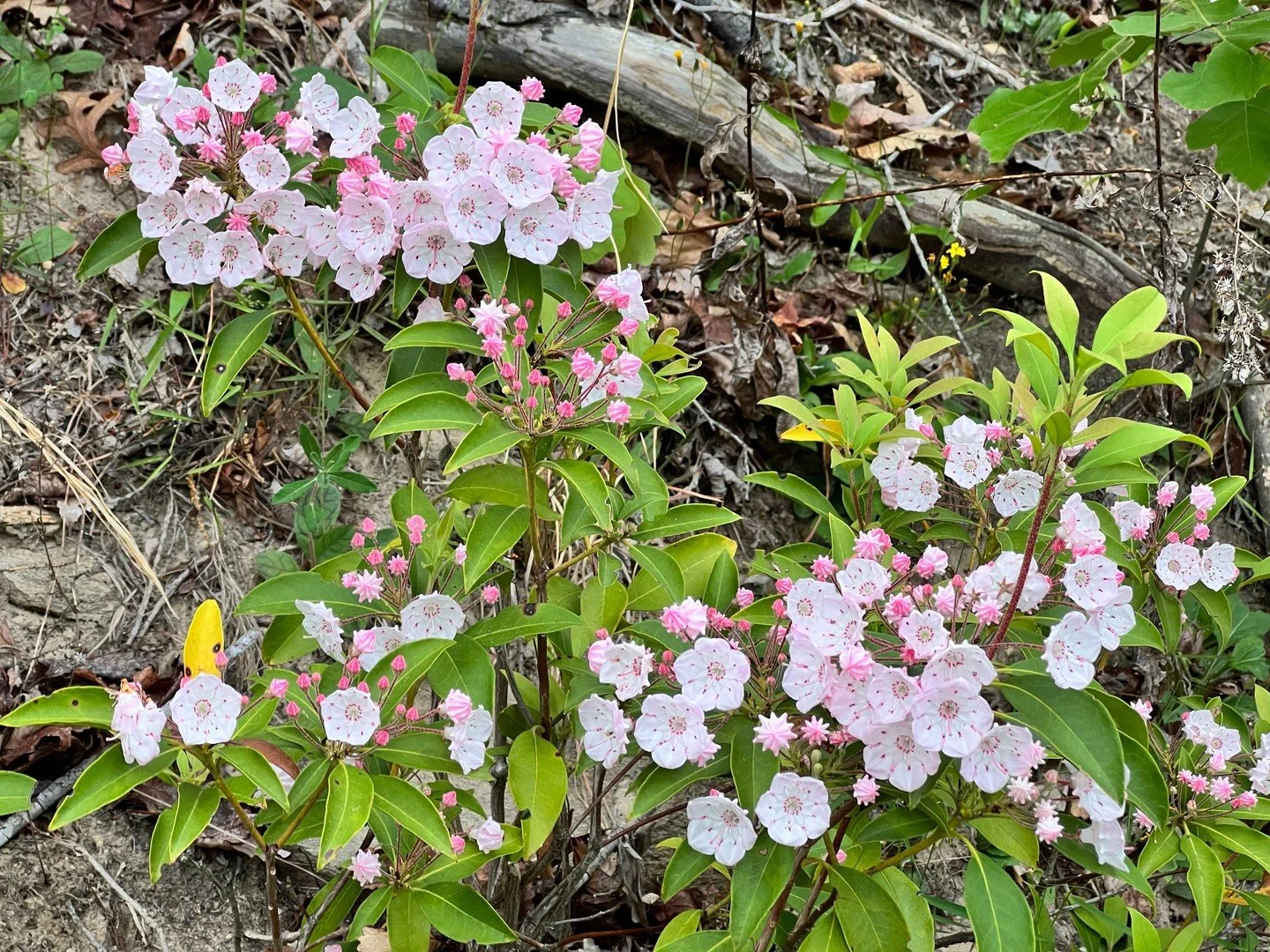 Permission slip for today: joy is allowed. 
Pleasure is allowed. Rest is allowed.

You don't have to earn any of those things. You don't have to be productive first. You don't have to be healed enough. 

You can just -- have something good today.
Whe