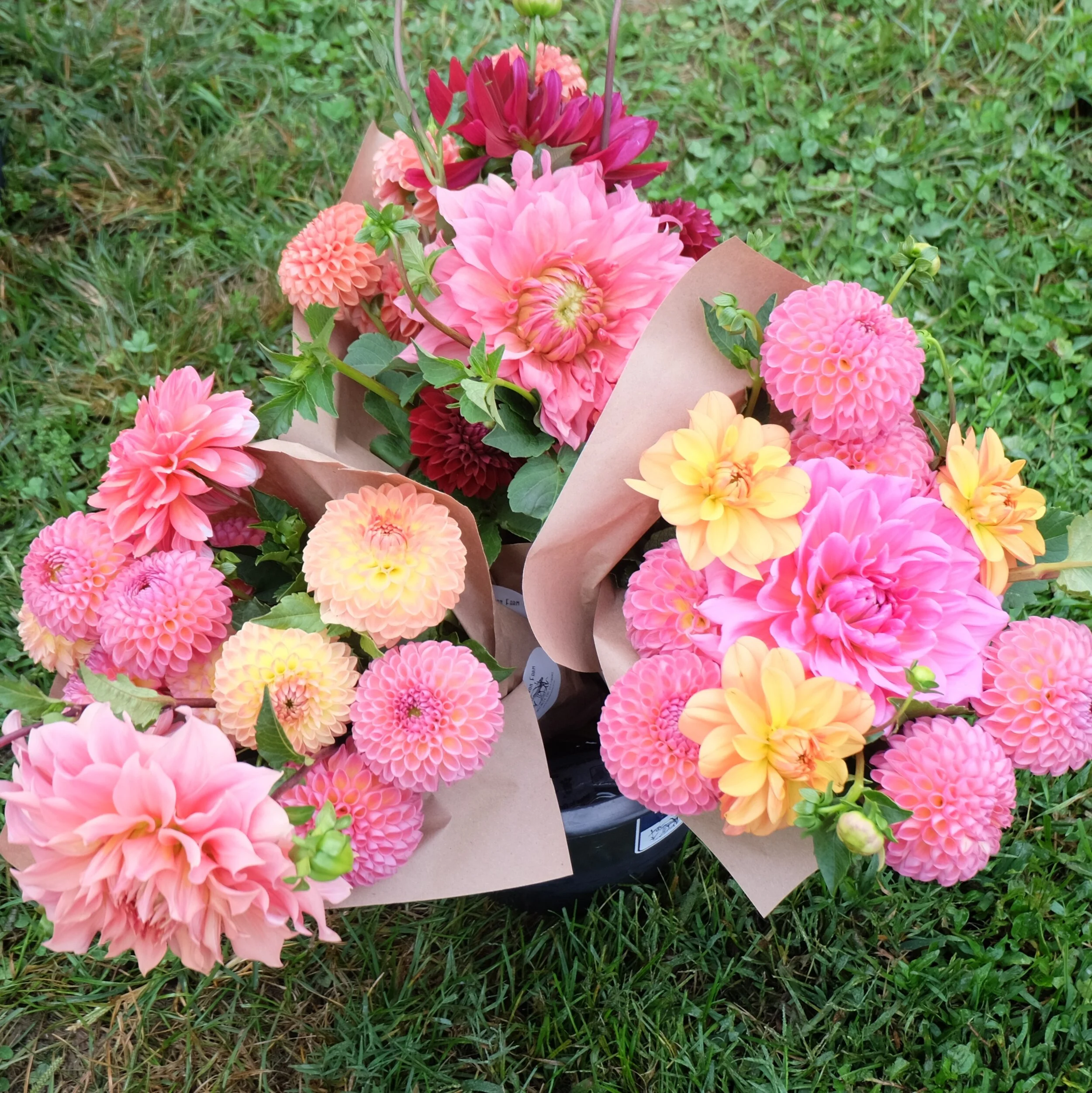 Dahlia Share.JPG