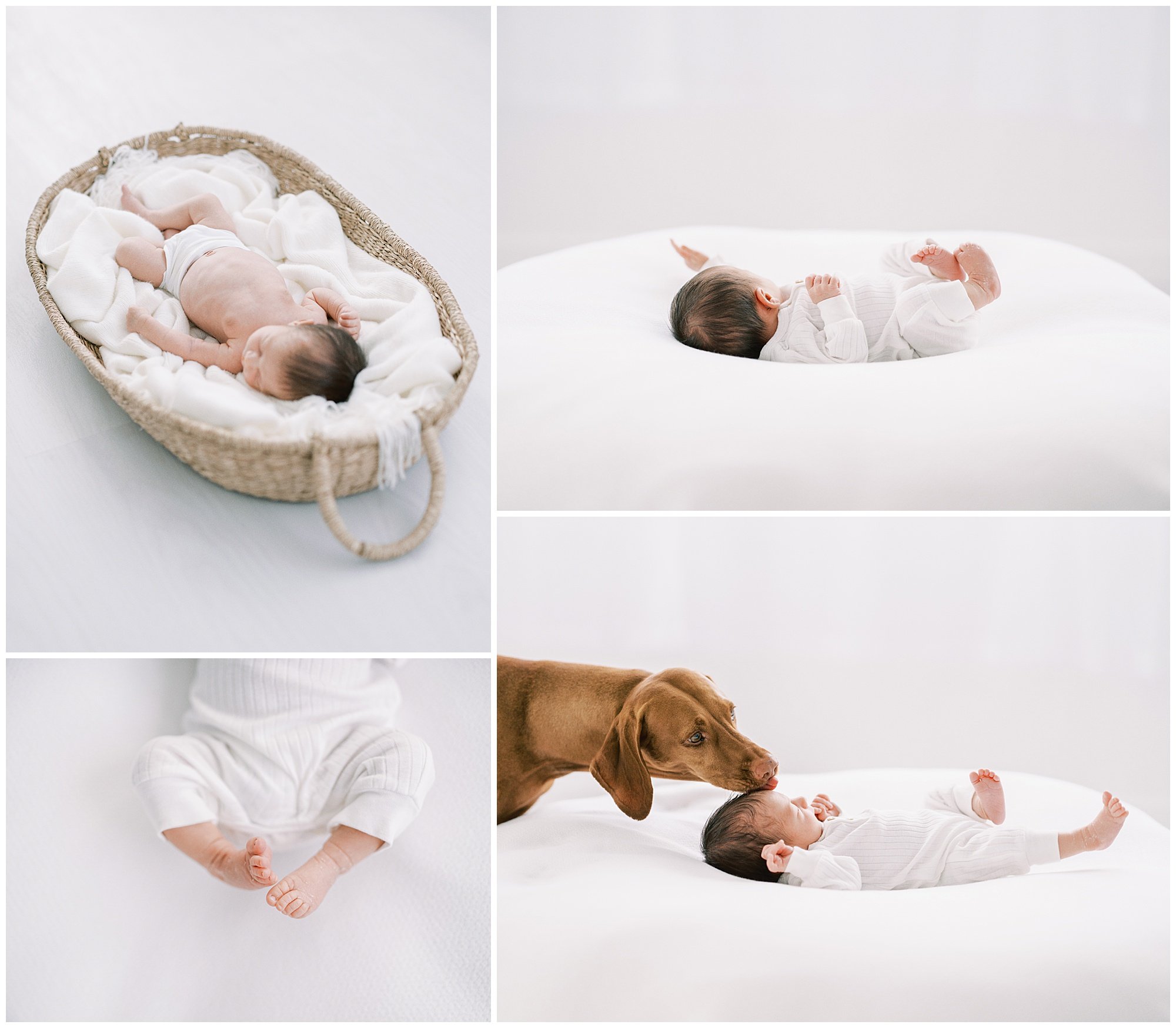 newborn-in-moses-basket.jpg