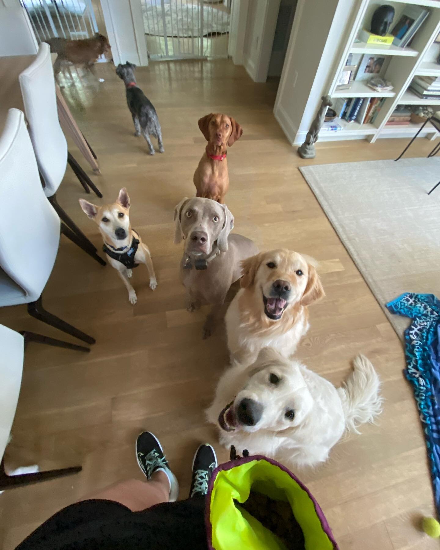 Just a few 📸 from our busy holiday week! 🇺🇸❤️🐶
#dogsitter #petcare #dogsofinstagram #dogtrainer #pawsofgreenwich #greenwichct #dogvacation #summerdog #packgoals #dogboarding