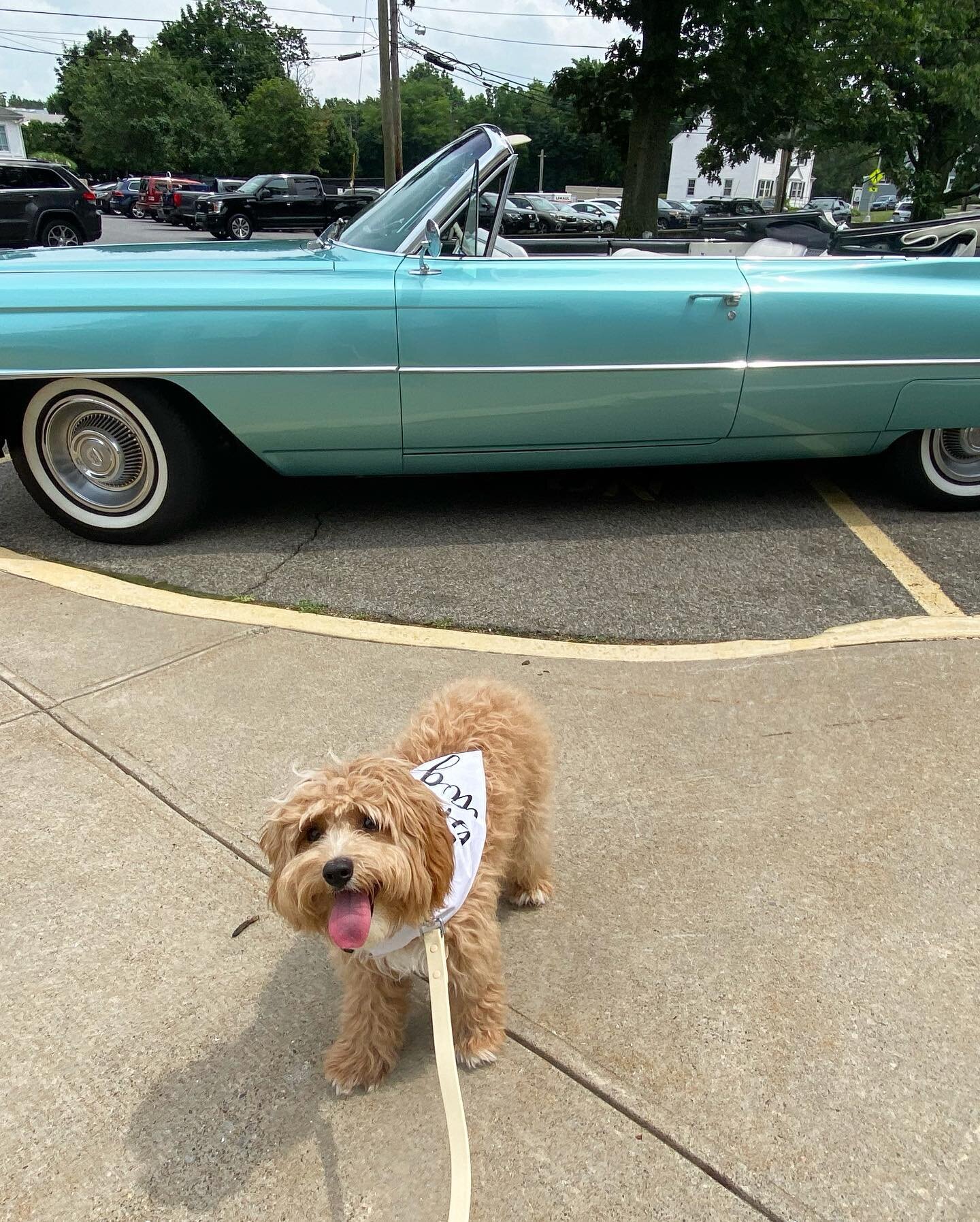 We had a wonderful time escorting @akaiser010688 &lsquo;s pup &ldquo;Murphy&rdquo; during her wedding day in Greenwich! From getting properly prepped, to taking photos with the wedding party and getting lots of hugs and kisses from the flower girls -