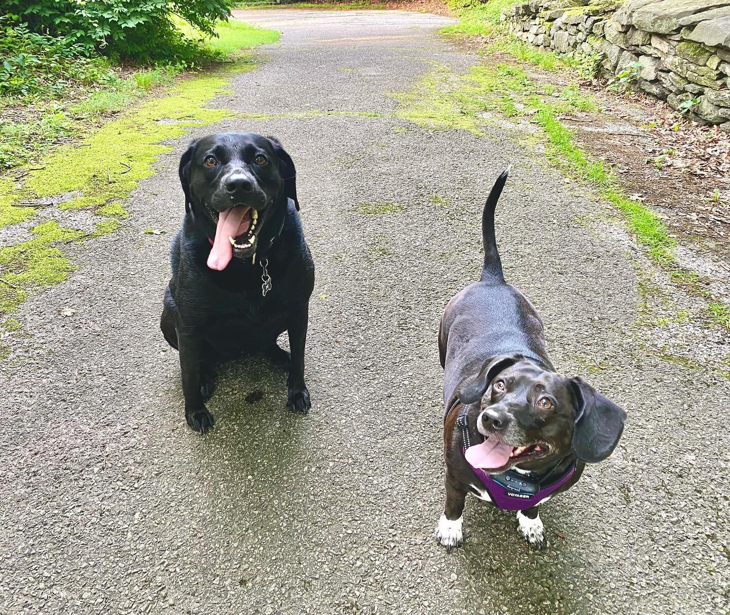 Sunday Smiles from the original two🐾🐾 #hopeandhoney #dogmom #pawsofgreenwich #adoptdontshop #greenwichct #littleblackdog #pomerance