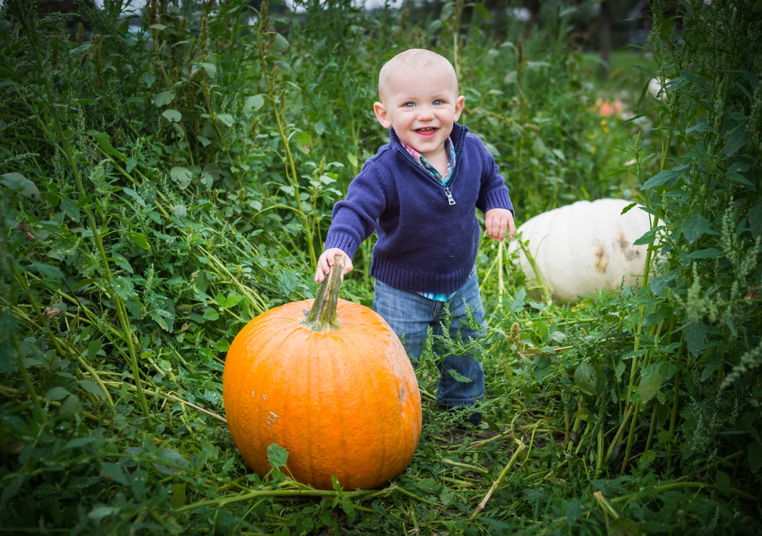 Pumpkin patch