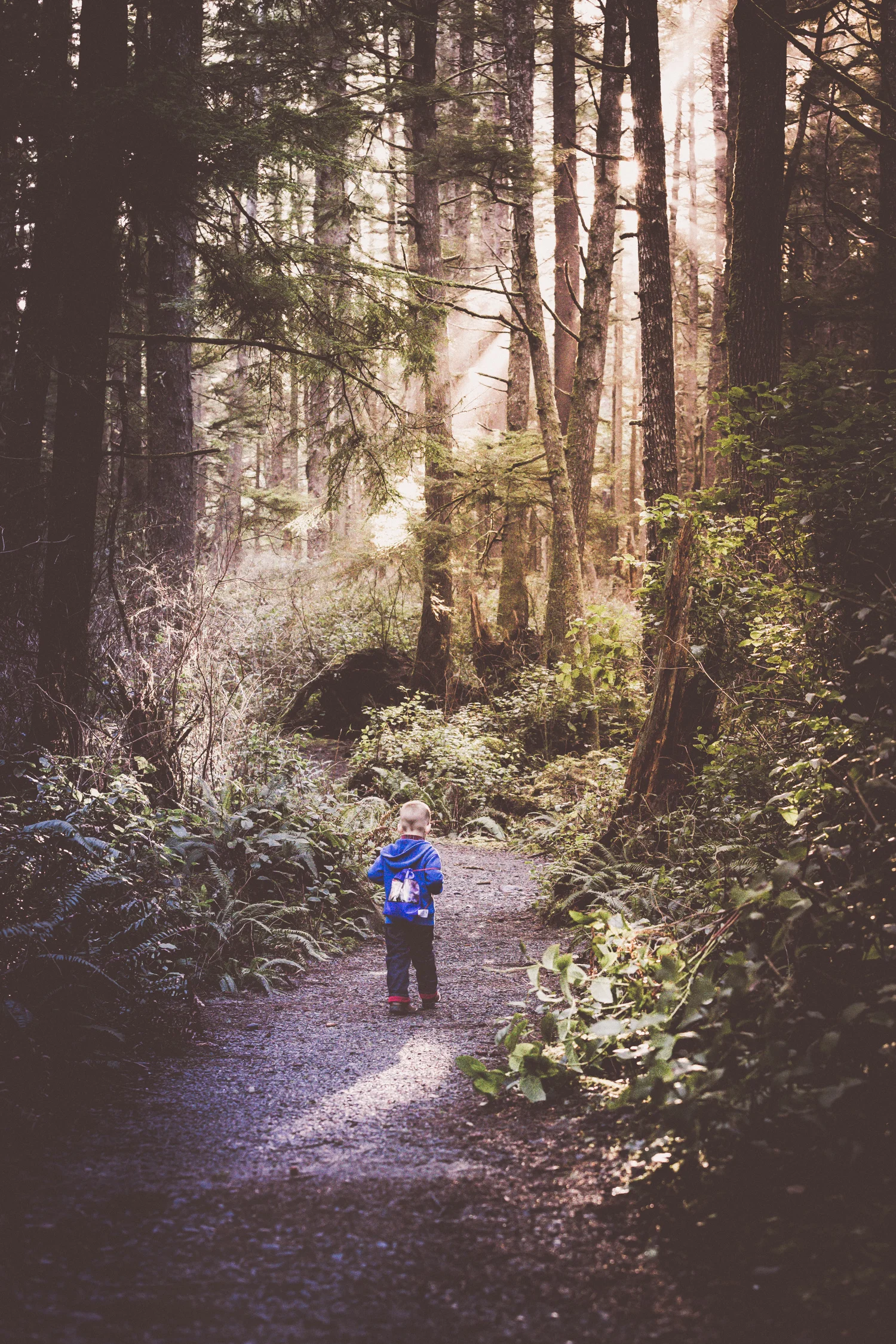 A walk in the woods