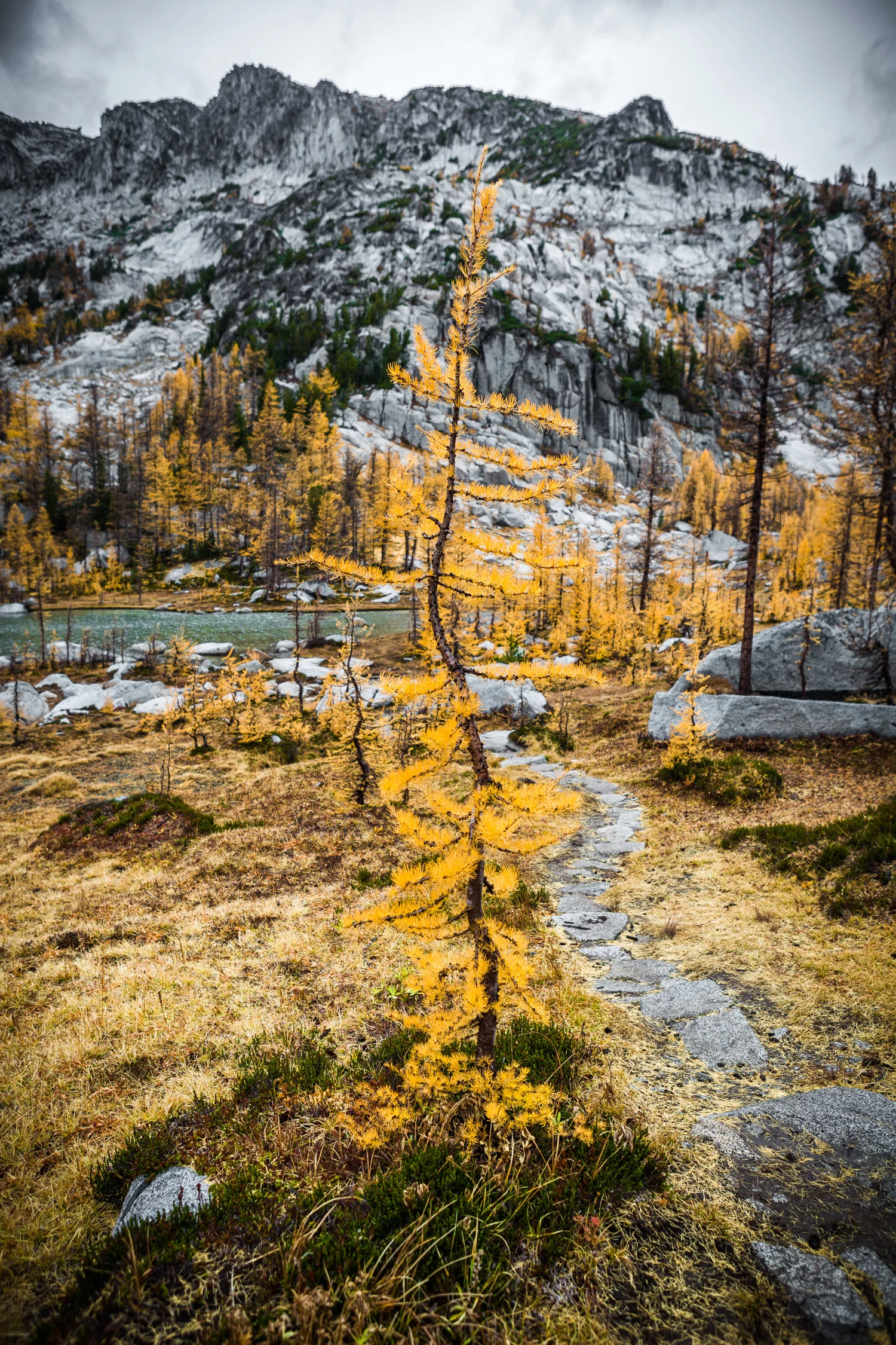 Larch Trees