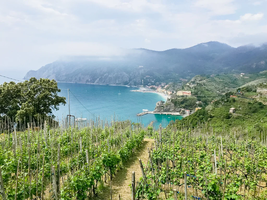 Vineyards along the descent into Monterosso from Vernazza