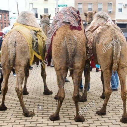 Tomorrow! Our favorite parade on Graham Ave! The Three Kings Day Parade! Come for the dancing and music and floats and costumes- stay for the CAMELS!!! 🐪🐪🐪👑👑👑🥰🥰🥰 and we&rsquo;ll be celebrating with ros&eacute; and sales!!! 25%off all vintage