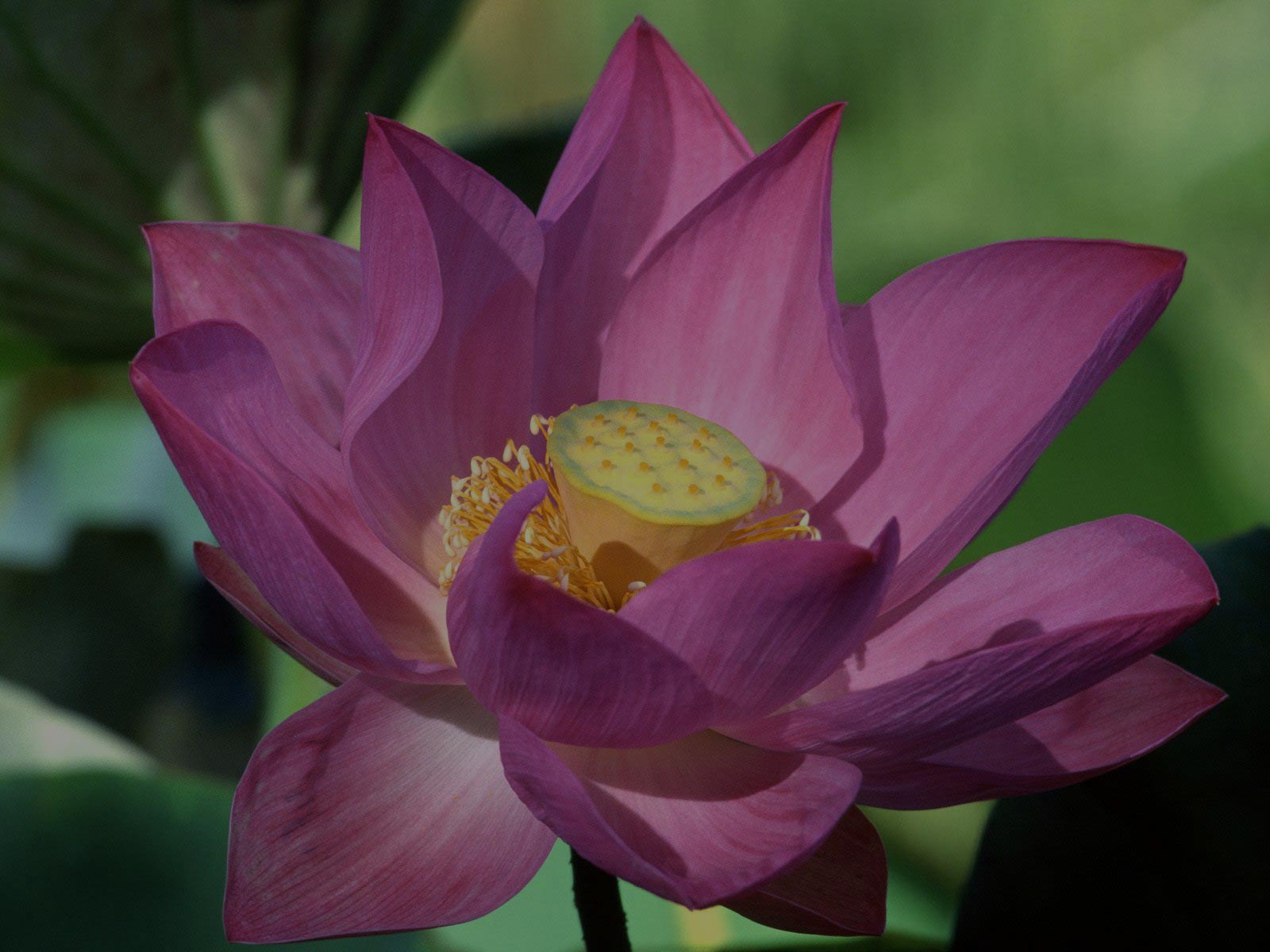 Purple_Lotus_-_flower.jpg