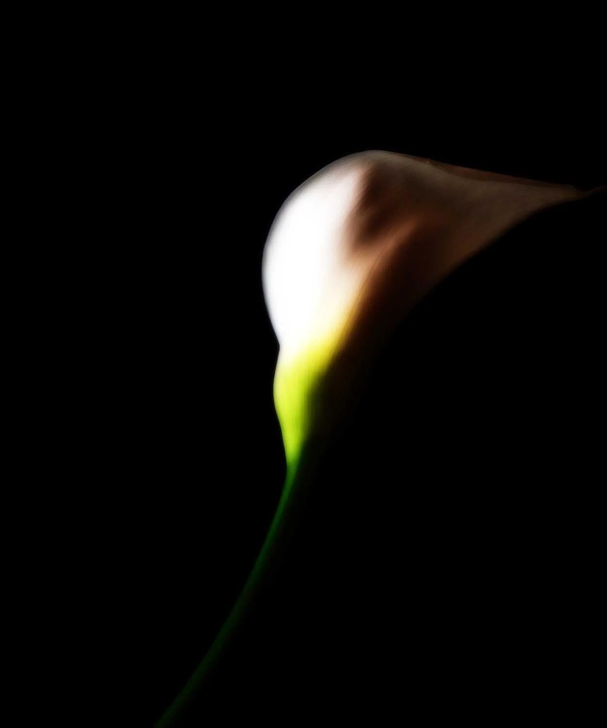 Calla XV
