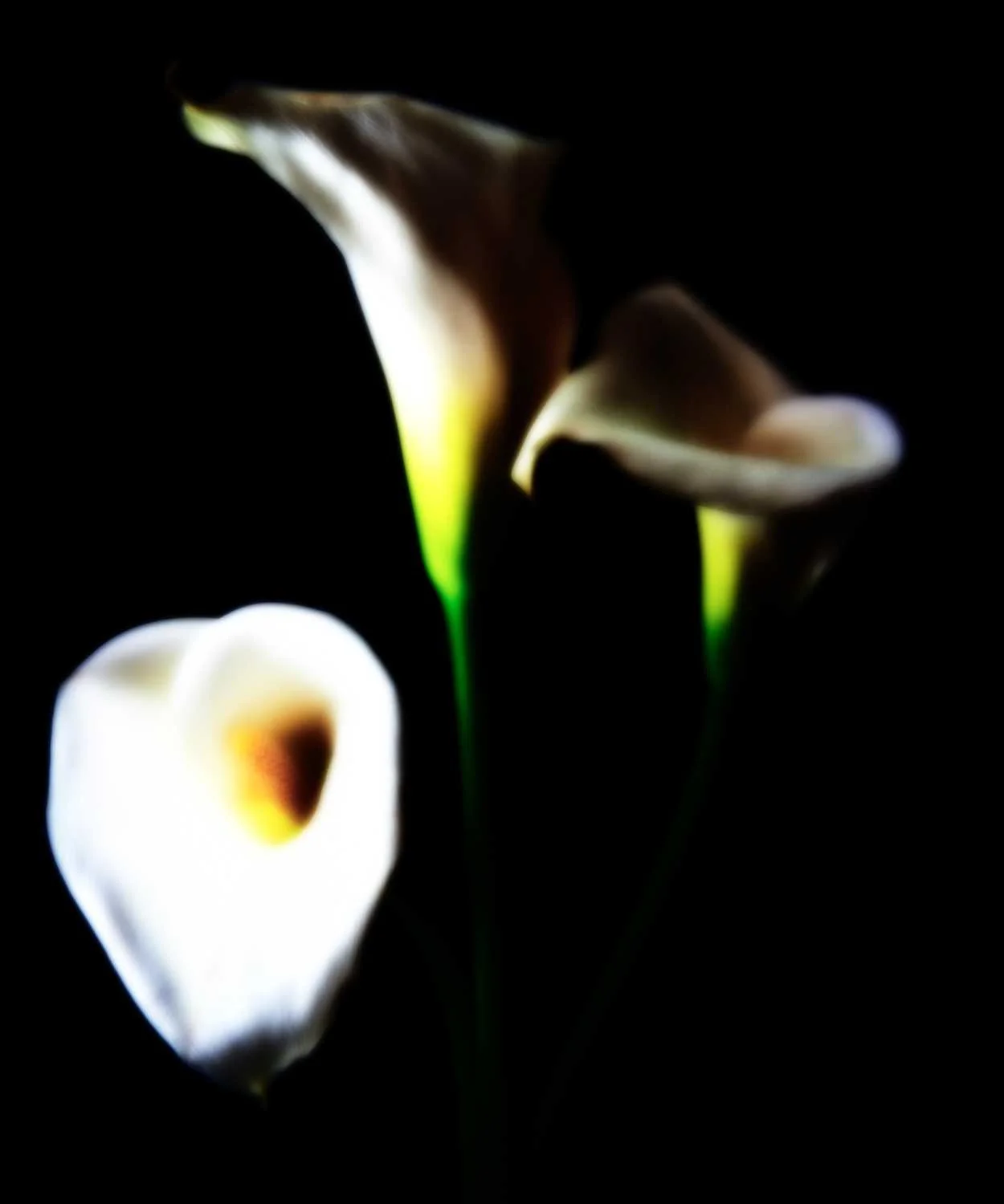 Calla XVI